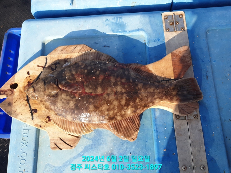 경주선상낚시씨스타호의 조황일지 이미지 - 2