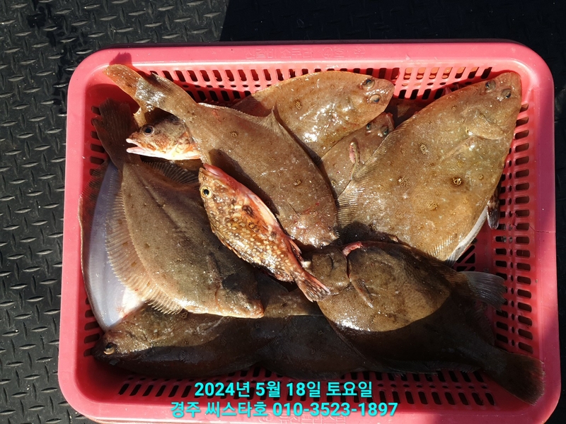 경주선상낚시씨스타호의 조황일지 이미지 - 4