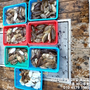 9월28일 갑오징어 조황입니다. 선상낚시로 잡은 물고기 조황