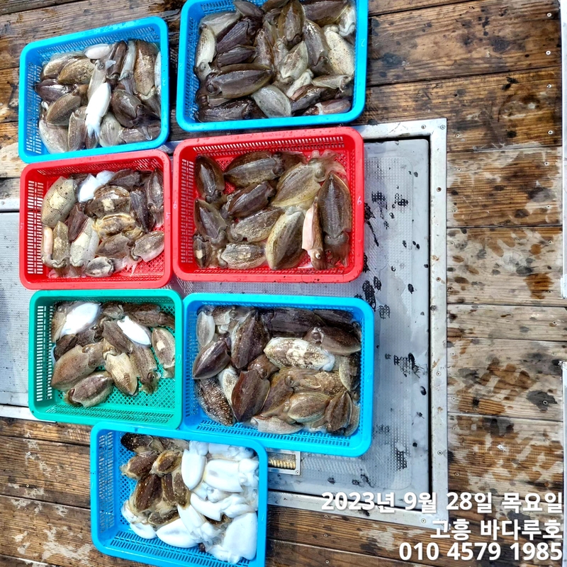 바다루호의 조황일지 이미지 - 0