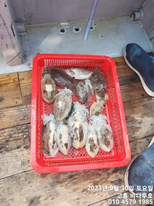 비바람속의 갑오징어 낚시 선상낚시로 잡은 물고기 조황