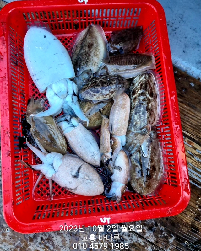 바다루호의 조황일지 이미지 - 9