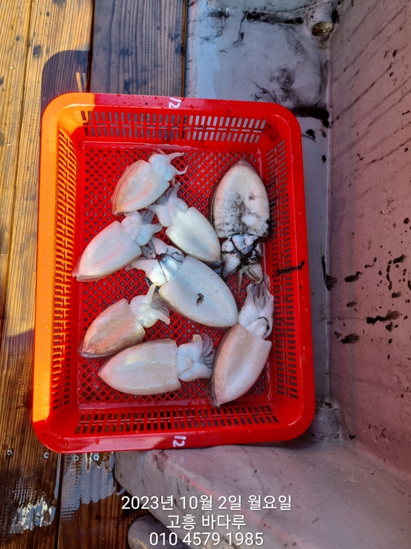 바다루호의 조황일지 이미지 - 14