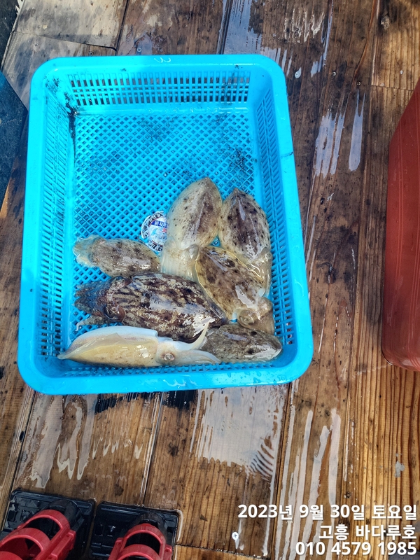 바다루호의 조황일지 이미지 - 4