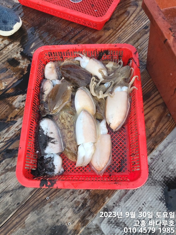 바다루호의 조황일지 이미지 - 8