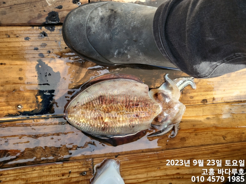 바다루호의 조황일지 이미지 - 13