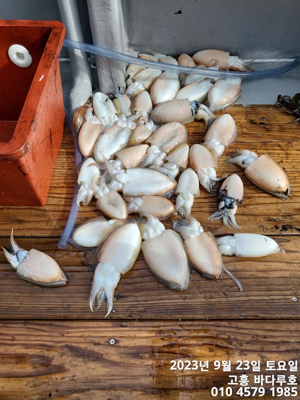 바다루호의 조황일지 이미지 - 12