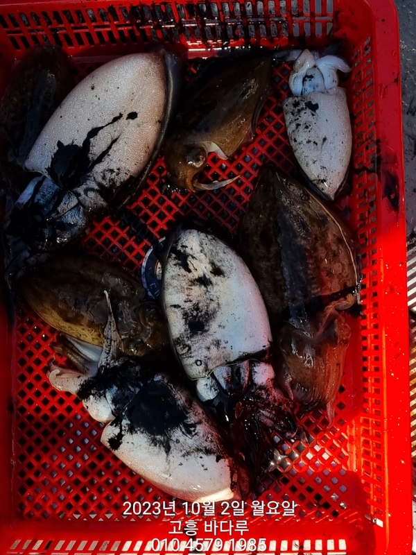 바다루호의 조황일지 이미지 - 16