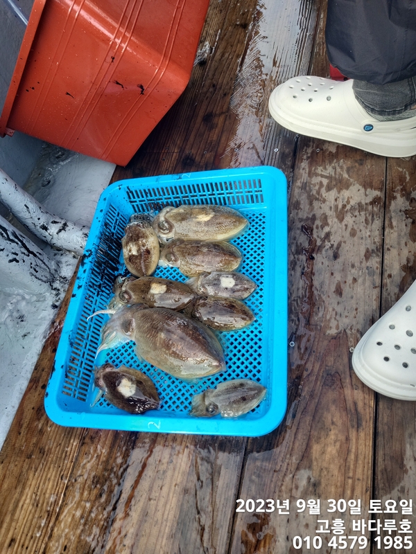 바다루호의 조황일지 이미지 - 9