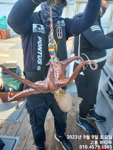 9월9일 문어조황입니당. 선상낚시로 잡은 물고기 조황
