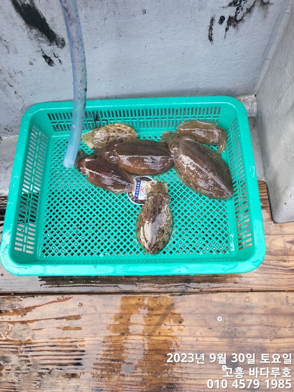 바다루호의 조황일지 이미지 - 10