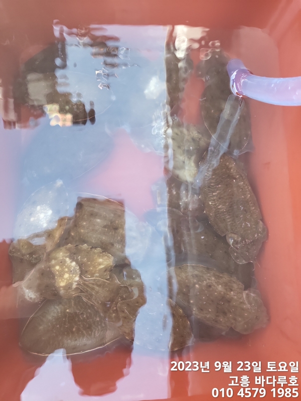 바다루호의 조황일지 이미지 - 10