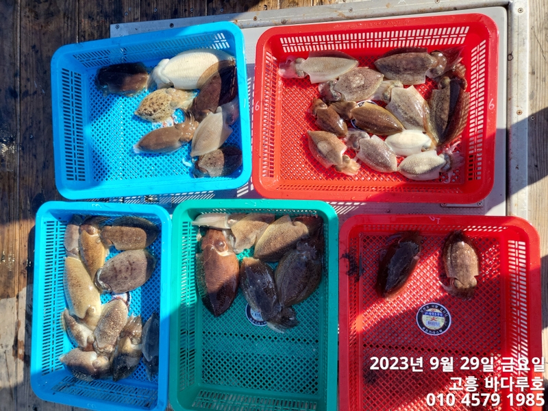 바다루호의 조황일지 이미지 - 8