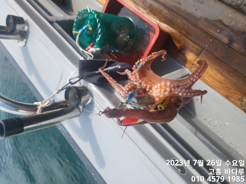 바다루호의 조황일지 이미지 - 9