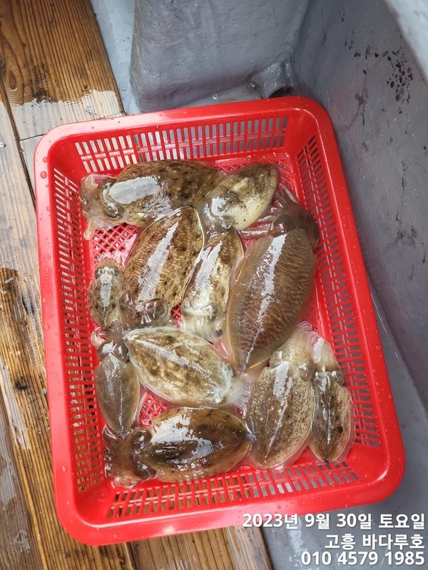 바다루호의 조황일지 이미지 - 3