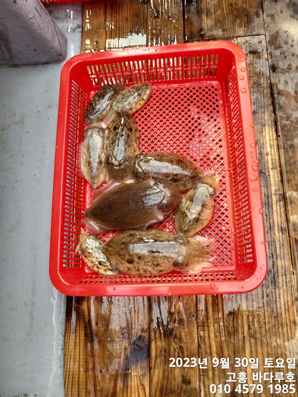 바다루호의 조황일지 이미지 - 2