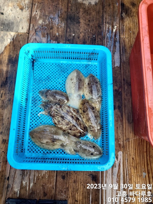 바다루호의 조황일지 이미지 - 6