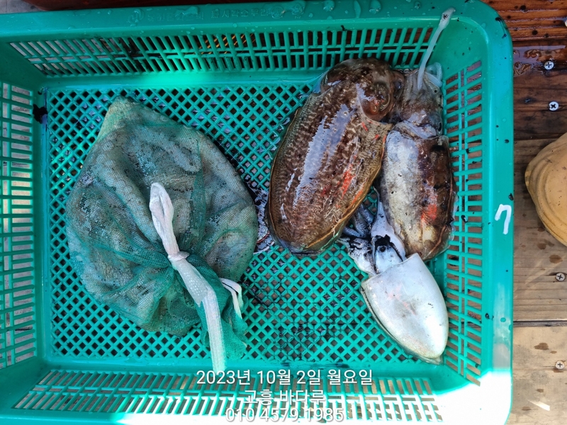 바다루호의 조황일지 이미지 - 10