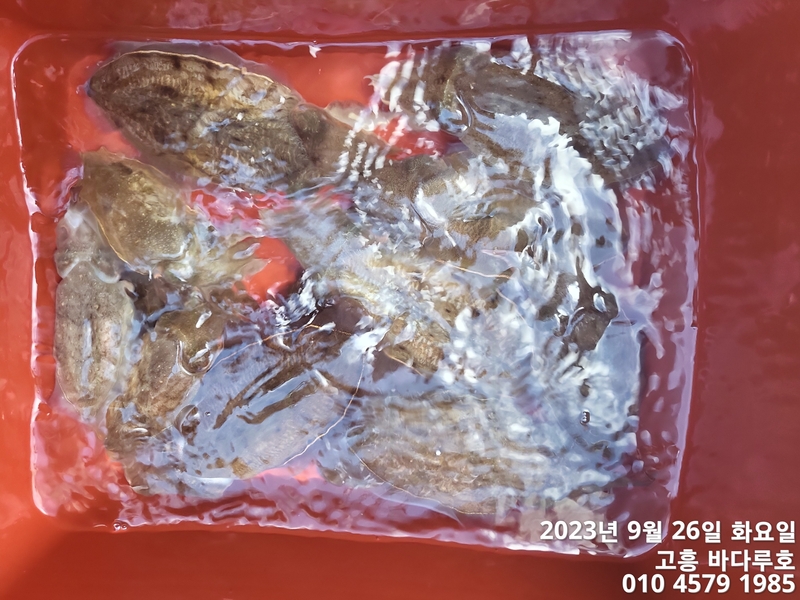 바다루호의 조황일지 이미지 - 7