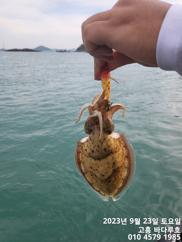 바다루호의 조황일지 이미지 - 9