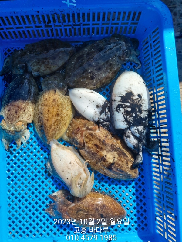 바다루호의 조황일지 이미지 - 15