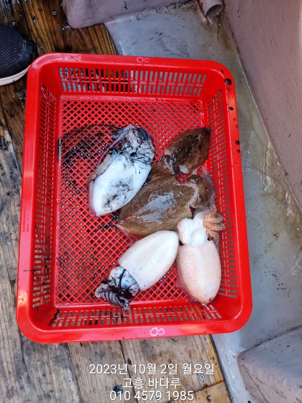 바다루호의 조황일지 이미지 - 11