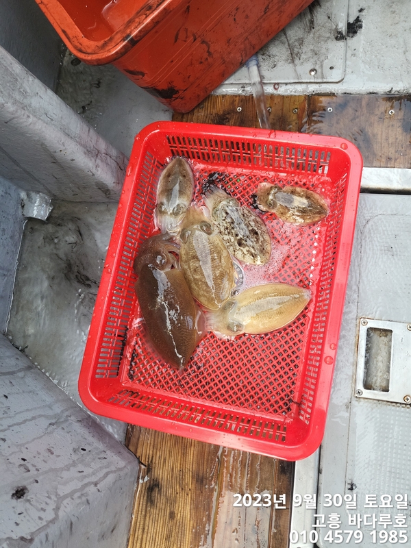 바다루호의 조황일지 이미지 - 5