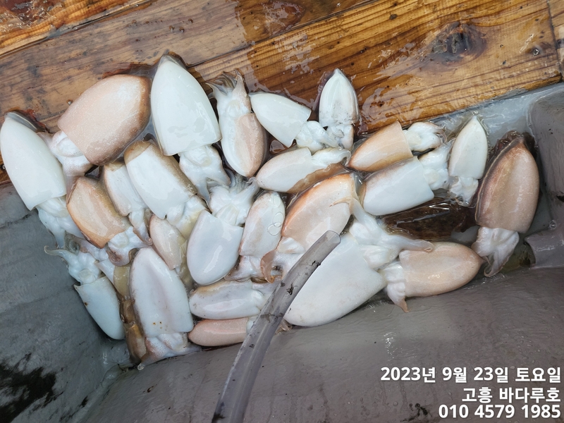 바다루호의 조황일지 이미지 - 11