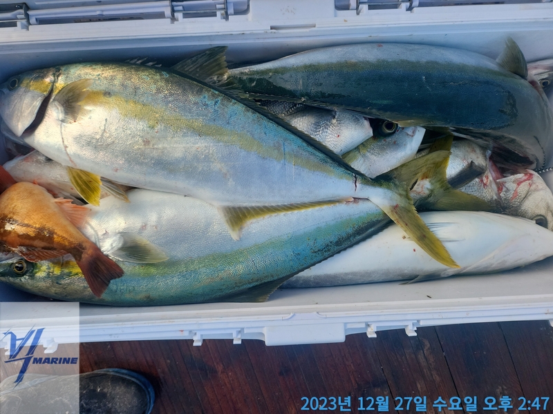 진도빅마린호의 조황일지 이미지 - 7