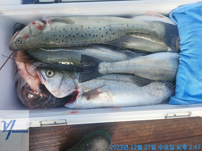 진도빅마린호의 조황일지 이미지 - 5