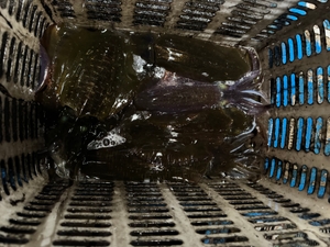 12월10일 팁런 조황 입니다. 선상낚시로 잡은 물고기 조황