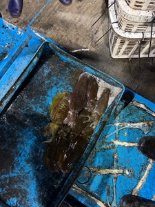 11월28일 팁런조황 입니다 선상낚시로 잡은 물고기 조황