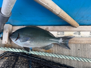 12월29일 선상흘림 조황 선상낚시로 잡은 물고기 조황