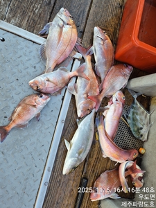 참돔.그리고 옥돔조황입니다 선상낚시로 잡은 물고기 조황