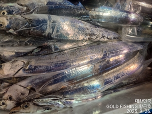 통영척포 황금호 갈치 텐빈 조황입니다 선상낚시로 잡은 물고기 조황
