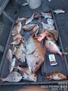 참돔빠가급 붉바리 주말손맛보고 왔습니다 선상낚시로 잡은 물고기 조황