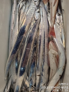 갈치  텐빈 텐야  조황입니다  선상낚시로 잡은 물고기 조황