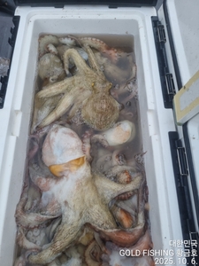 추석날 문어조황 선상낚시로 잡은 물고기 조황