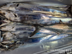 갈치텐빈 예약안내 선상낚시로 잡은 물고기 조황