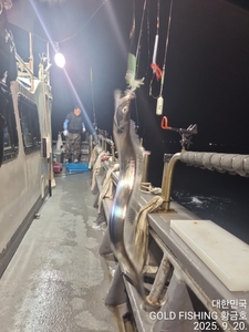 통영척포 황금호 갈치조황입니다 선상낚시로 잡은 물고기 조황