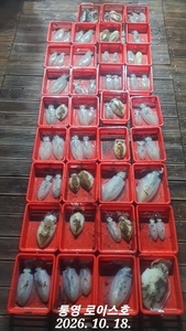 무늬 팁런 철수조황입니다 선상낚시로 잡은 물고기 조황