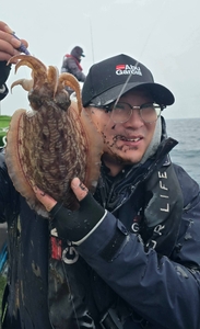 [제주 물곰호] 얼굴보다 큰 대물 갑오징어!차귀도권 심해 갑오징어 에깅ㅡ 선상낚시로 잡은 물고기 조황