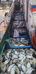 3월 1일부터 제주 심해 갑오징어 출조 예약 오픈 공지 및 공항 픽업  선상낚시로 잡은 물고기 조황