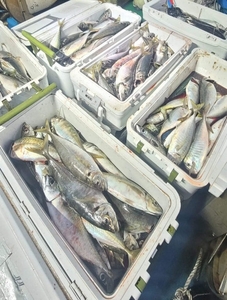 1년중 가장 짧지만 가장 재미있는 시즌! 야간 지깅 시즌이 시작되었습니다 선상낚시로 잡은 물고기 조황