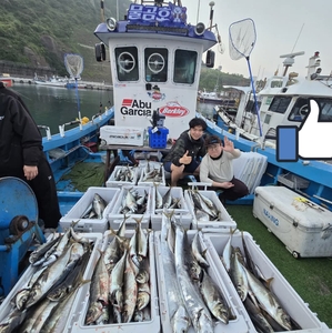 [제주 물곰]전원 만쿨 조기철수! 대박 야라지 시즌ㅡ6월3일 선상낚시로 잡은 물고기 조황