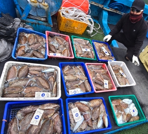 [제주 물곰호] 소쿠리 가득 가득! 차귀도 신발짝~럭비공 사이즈 갑오징어 선상낚시로 잡은 물고기 조황