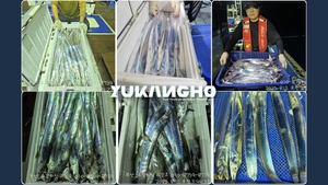 [부산 유강피싱] 유강호 먼바다갈치 & 한치 퍽퍽합니다 선상낚시로 잡은 물고기 조황