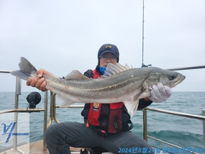 5월24일 태도 농어 타이라바 선상낚시로 잡은 물고기 조황