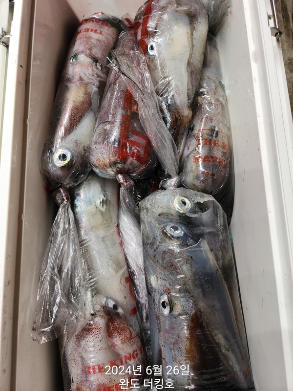 완도더킹호의 조황일지 이미지 - 13