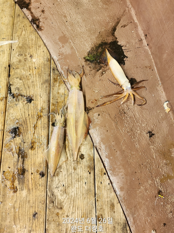 완도더킹호의 조황일지 이미지 - 4